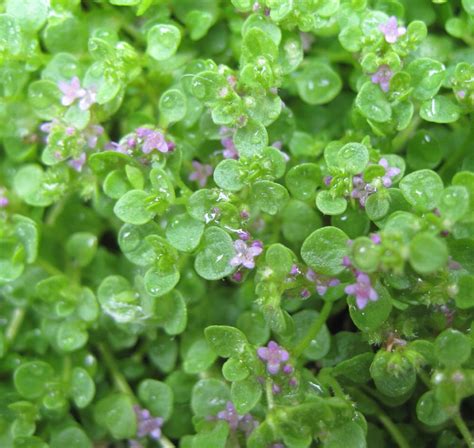 Corsican Mint Mentha Requienii Fragrant Herb Ground Cover Non