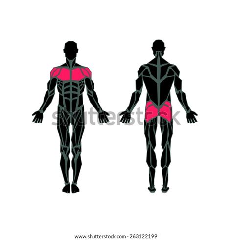 Polygonal Anatomy Male Muscular System Exercise Stock Vector Royalty