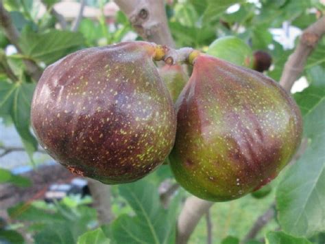 Check spelling or type a new query. Olympian Fig Tree Ficus Carica Live Plant Very Sweet Cold Hardy Best Gift 3"Pot | eBay