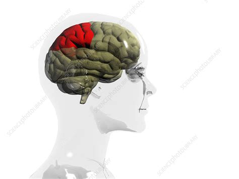 Human Brain Parietal Lobe Stock Image P3300367 Science Photo