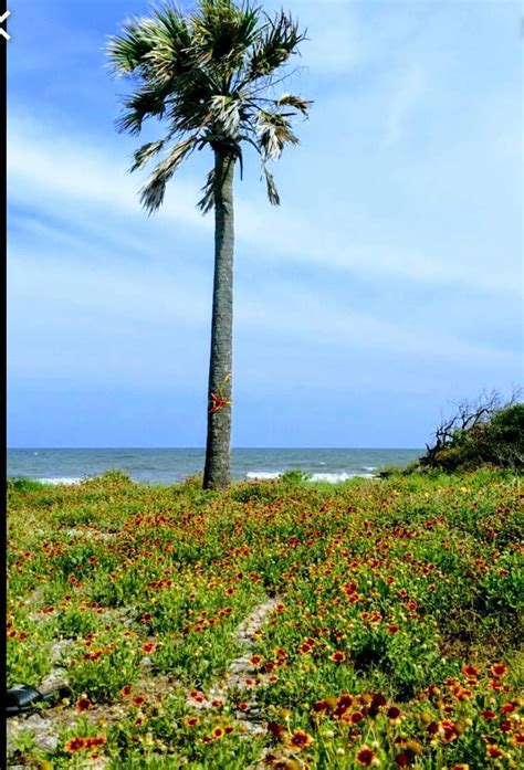 Pin By Linda Albright On Folly Beach Natural Landmarks Folly Beach