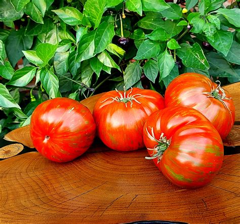 Pink Tomatoes: AUNT LOU'S UNDERGROUND RAILROAD Tomato