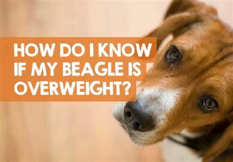 How Do I Know If My Beagle Is Overweight What Weight Yours Should Be