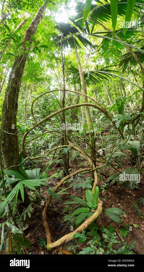 Tangle Of Lianas In Lowland Tropical Rainforest In The Ecuadorian