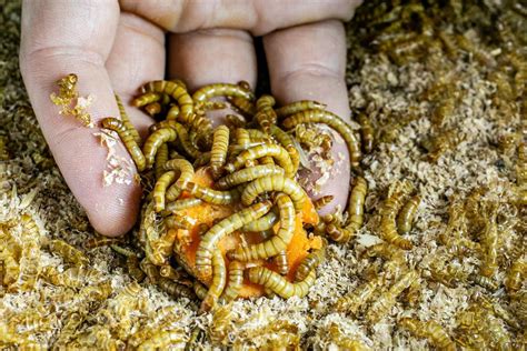 Grubs For Lunch Ua Graduate Student Raising Bugs For Eating — By People