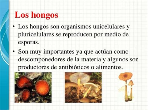 Anatomia De Los Hongos Informacion Y Caracteristicas Images