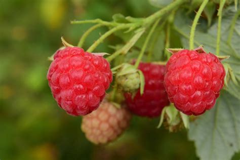 Free Picture Garden Raspberry Food Fruit Leaf Nature Berry