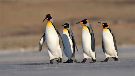 Four Penguins Hd Birds Wallpapers Hd Wallpapers Id 50520