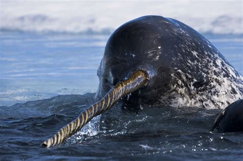 Do Narwhals Have A Symmetrical Mouth Narwhals