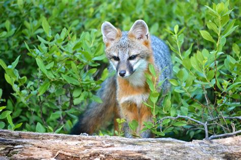 Free Images Forest Wildlife Fauna Red Fox Vertebrate Dog Like