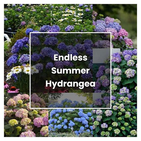 How To Grow Endless Summer Hydrangea Plant Care Tips Norwichgardener