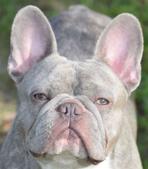 These rare lilacs are a result of their parents blue and chocolate dna. Lilac French Bulldog Red Eye Glow | Top Dog Information