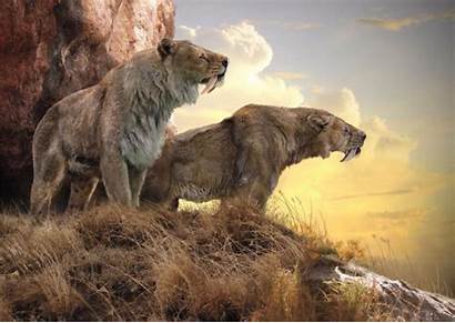 Smilodon Prehistoric Populator Largest Sable Dientes Animales