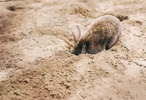 The Gray Rabbit Is Digging Stock Photo Image Of Paws 186343488