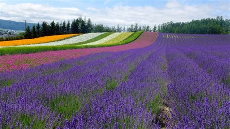 Premium Photo Lavender And Another Flower Field In Hokkaido Japan