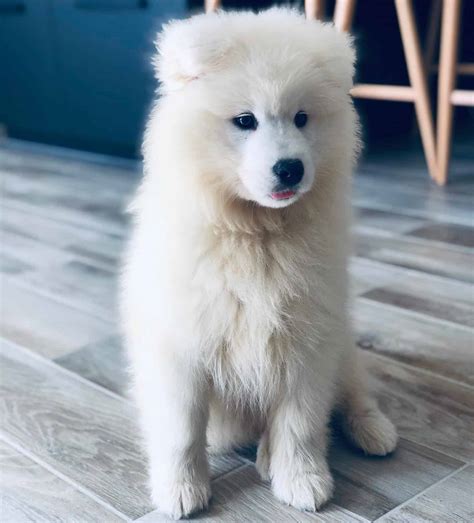 These puppies have all their papers available they are current on all their shots and wormings contact if interested in these puppies pho. Alex Samoyed puppy for sale - SAMOYEDPUPPYHOME