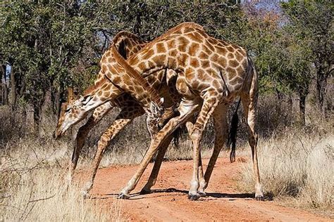 Fighting Male Giraffes Giraffe Fight Giraffe African Wildlife