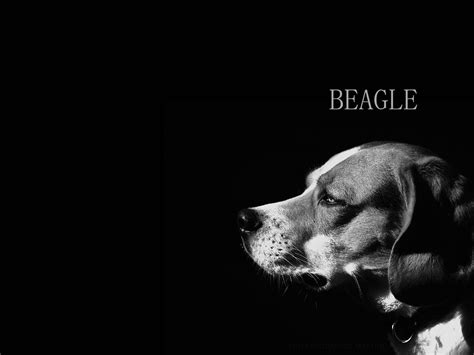 Beagle Wallpapers Wallpaper Cave