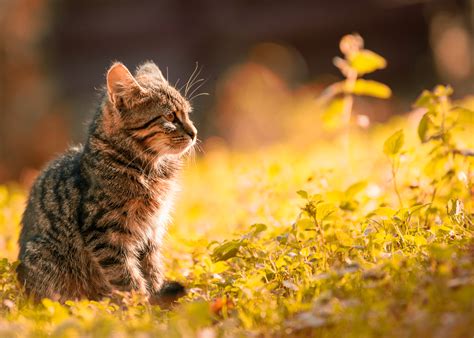 Tabby Kitten Sitting On The Grass · Free Stock Photo