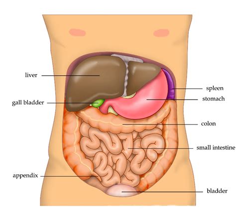 Behind them there are the right and left kidneys at the back. Abdomen - Wikipedia