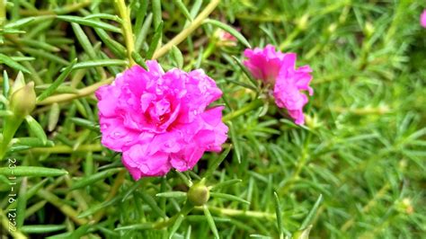 We did not find results for: Gambar Bunga Jam Sembilan | Pickini