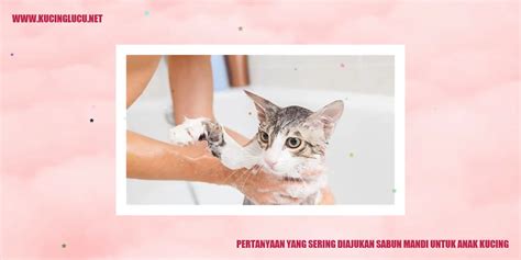 Sabun Mandi Khusus Untuk Anak Kucing Yang Lembut Dan Aman Kucing Lucu Net