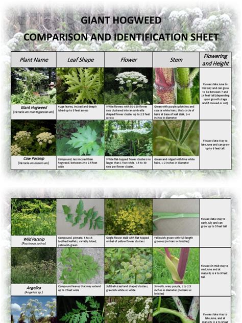 Giant Hogweed Comparison And Identification Sheet Plant Name Leaf