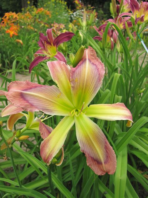 Hawkvalley Hemerocallis Haven Rainbow Maker