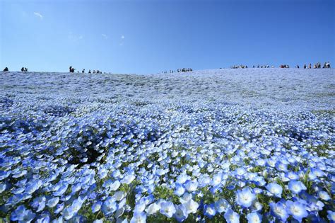 Go See 45 Million Baby Blue Eye Flowers At Hitachi Seaside Park In