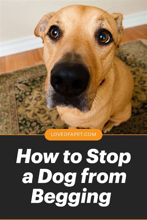How To Stop A Dog From Begging 7 Easy Steps Love Of A Pet In 2021