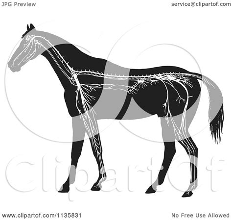 The nervous system is mainly divided into central nervous system, peripheral nervous system and autonomic nervous system. Clipart Of A Retro Vintage Horse Anatomy Of The Nervous System In Black And White - Royalty Free ...