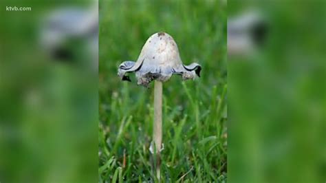 Depending upon the species of mushroom, that might be in the desert, along an ocean beach, in the middle of an open field, in your bathroom, in your yard, actually just about anywhere, including in forested areas. You Can Grow It: How to deal with lawn mushrooms and the ...