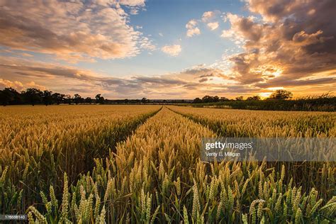 Field Of Corn At Sunset Foto De Stock Getty Images
