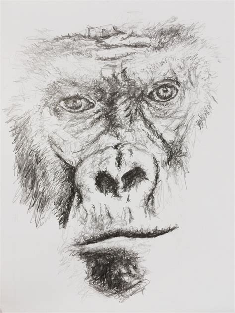 Gorilla Sketch Face Portrait Pencil Portrait Drawing Animal Drawings