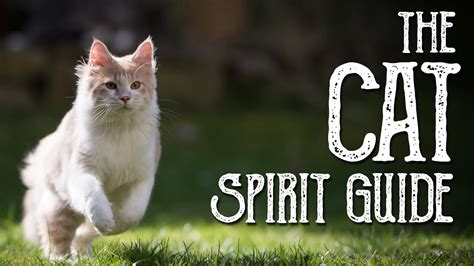 The Cat Spirit Guide Ask The Spirit Guides Oracle Totem Animal