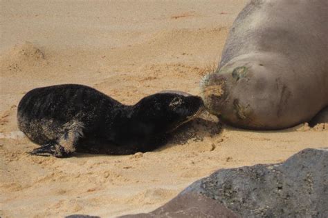 Celebrating 50 Years Of The Marine Mammal Protection Act Noaa Fisheries