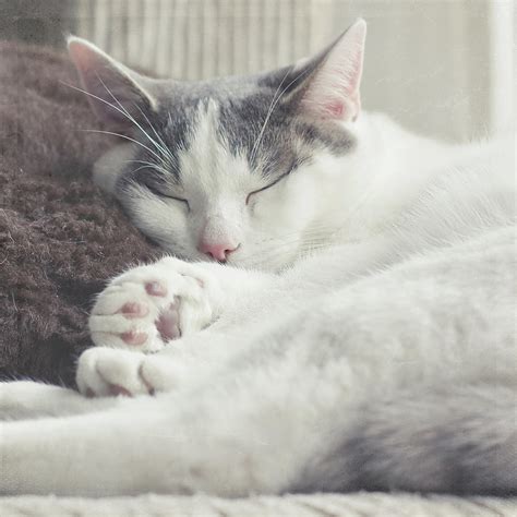 White And Grey Cat Taking Nap On Couch Photograph By Cindy Prins