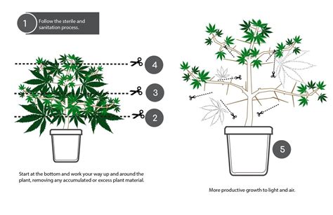 How To Top Lollipop And Prune Cannabis Plants Grow Your Four
