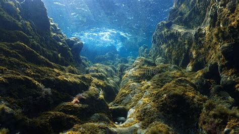 Underwater Landscape In Beautiful Light Stock Image Image Of Deep