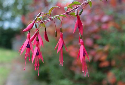 10 Amazing Pictures That Prove The Hummingbird Fuchsia Have One Of The