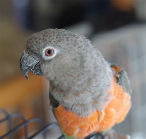 Roswell The Red Bellied Parrot