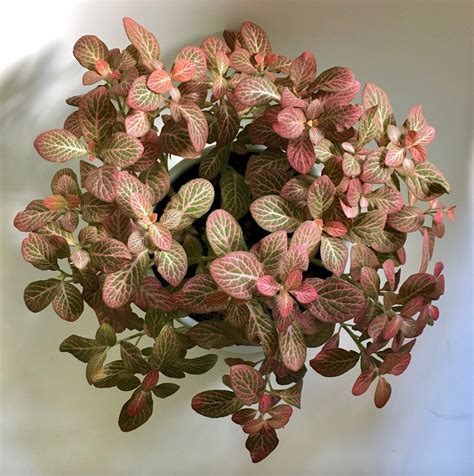 Fittonia Nerve Plant Care Guide Houseplanthouse
