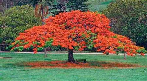 Tipos De Arboles Y Sus CaracterÍsticas 🌳