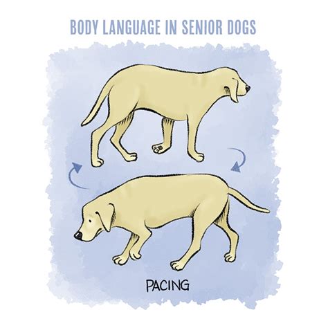 Understanding Dog Body Language In Senior Dogs Bechewy