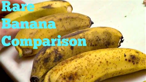 Rare Banana Comparison Weird Fruit Explorer Ep 74 Youtube