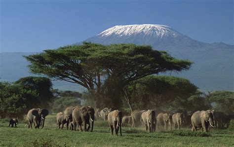 Nairobi Amboseli National Park Hour Private Tour Package Nature
