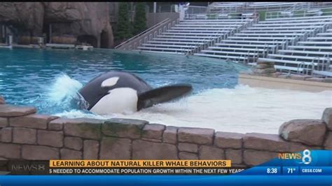 Kids Experience New Orca Encounter At Seaworld