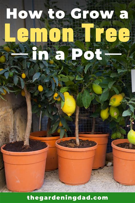 How To Grow Lemon Trees In Pots 18 Proven Tips Lemon Tree Potted