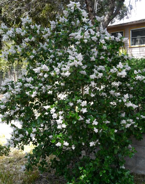 A fantastic embankment shrub, it is often grown for erosion control a prickly grevillea with creamy, scented flowers and green foliage, it is best in larger gardens and is grevillea lanigera woolly grevillea has several forms that thrive here in southern california. Southern California Lilacs, Ceanothus spp.
