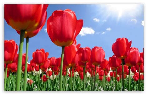 Red Tulips Field Ultra Hd Desktop Background Wallpaper For
